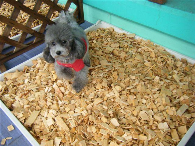 犬ごころのトイレは臭わない 犬ごころ 川口 船橋 中野にあるペットショップ トリミング プードルカット しつけや飼い方などサポートします